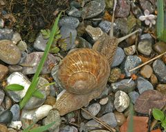 Weinbergschnecke