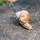 Weinbergschnecke