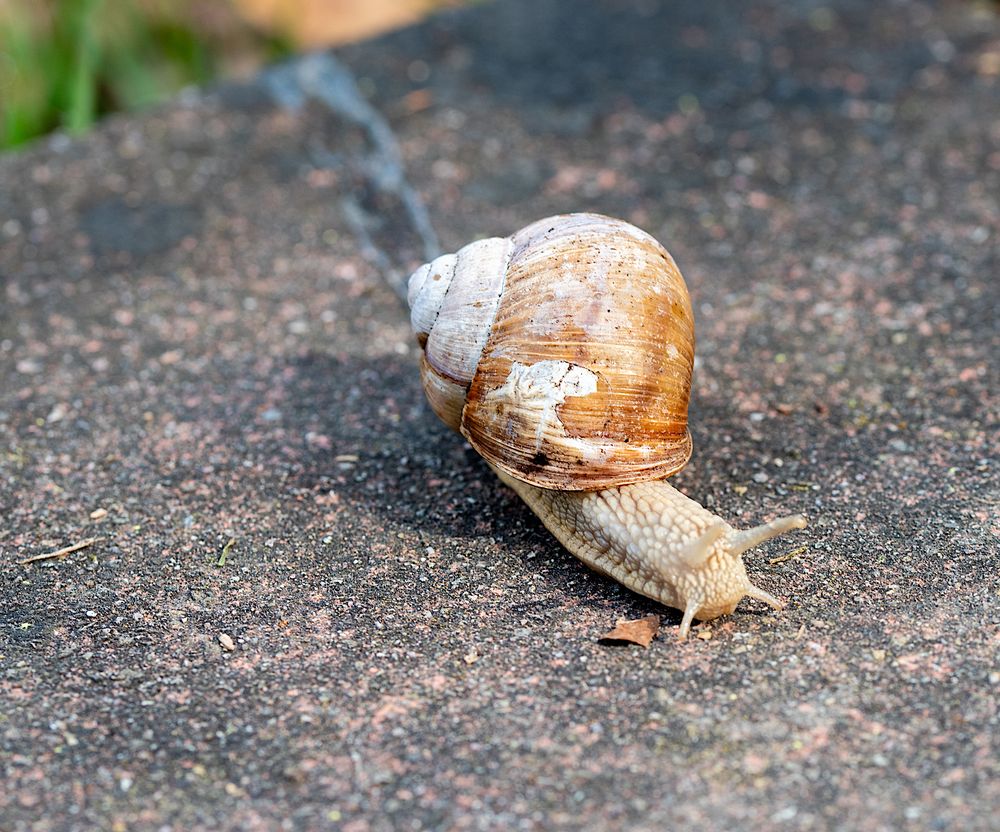 Weinbergschnecke