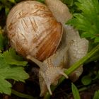 Weinbergschnecke...