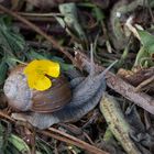 Weinbergschnecke