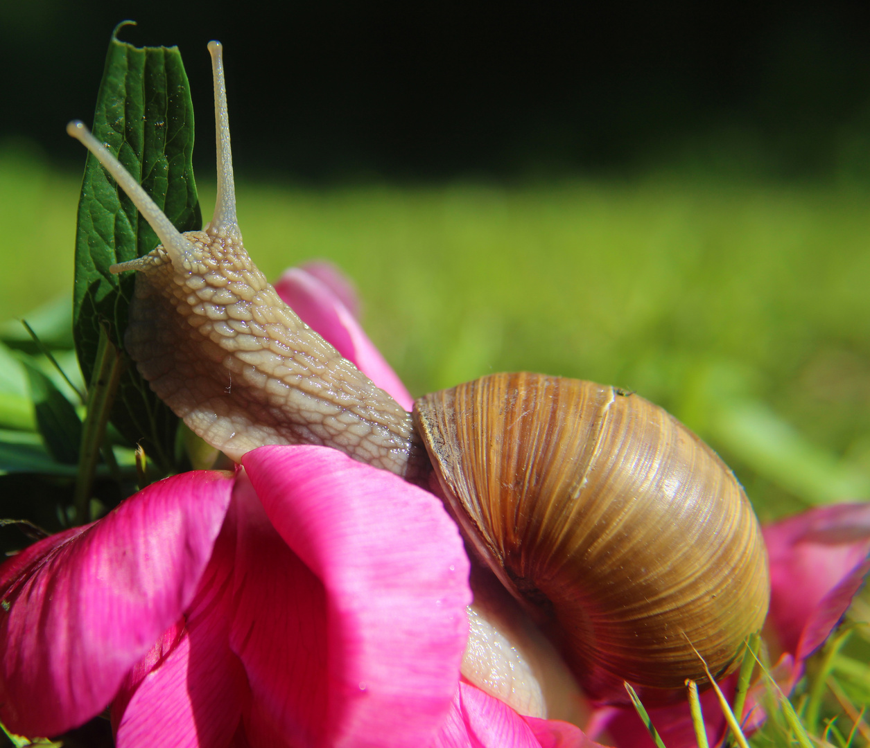 Weinbergschnecke 