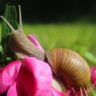 Weinbergschnecke 