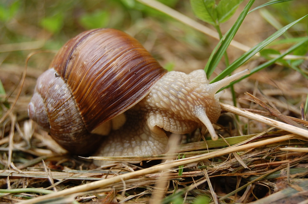 Weinbergschnecke