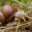 Weinbergschnecke