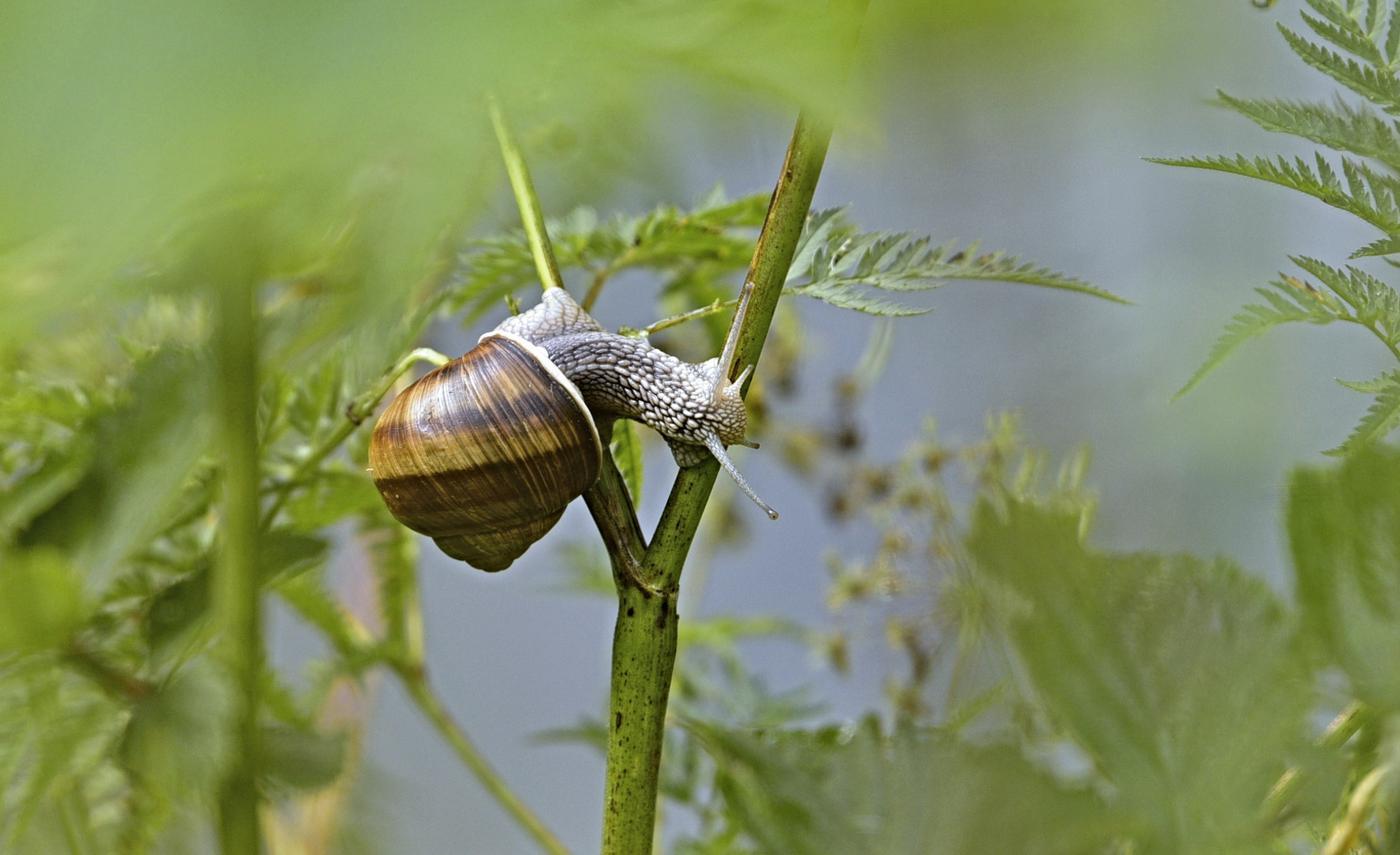 Weinbergschnecke