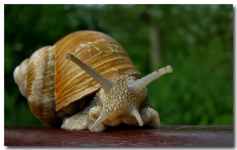 Weinbergschnecke