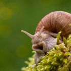 Weinbergschnecke