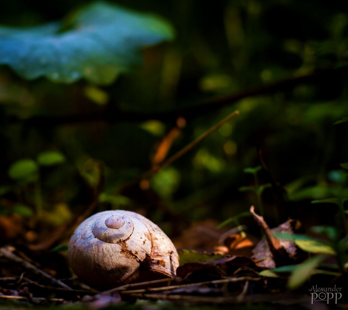 Weinbergschnecke