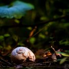 Weinbergschnecke