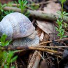 Weinbergschnecke