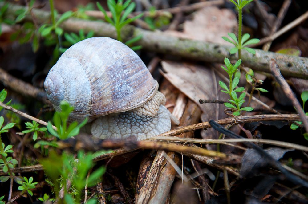 Weinbergschnecke