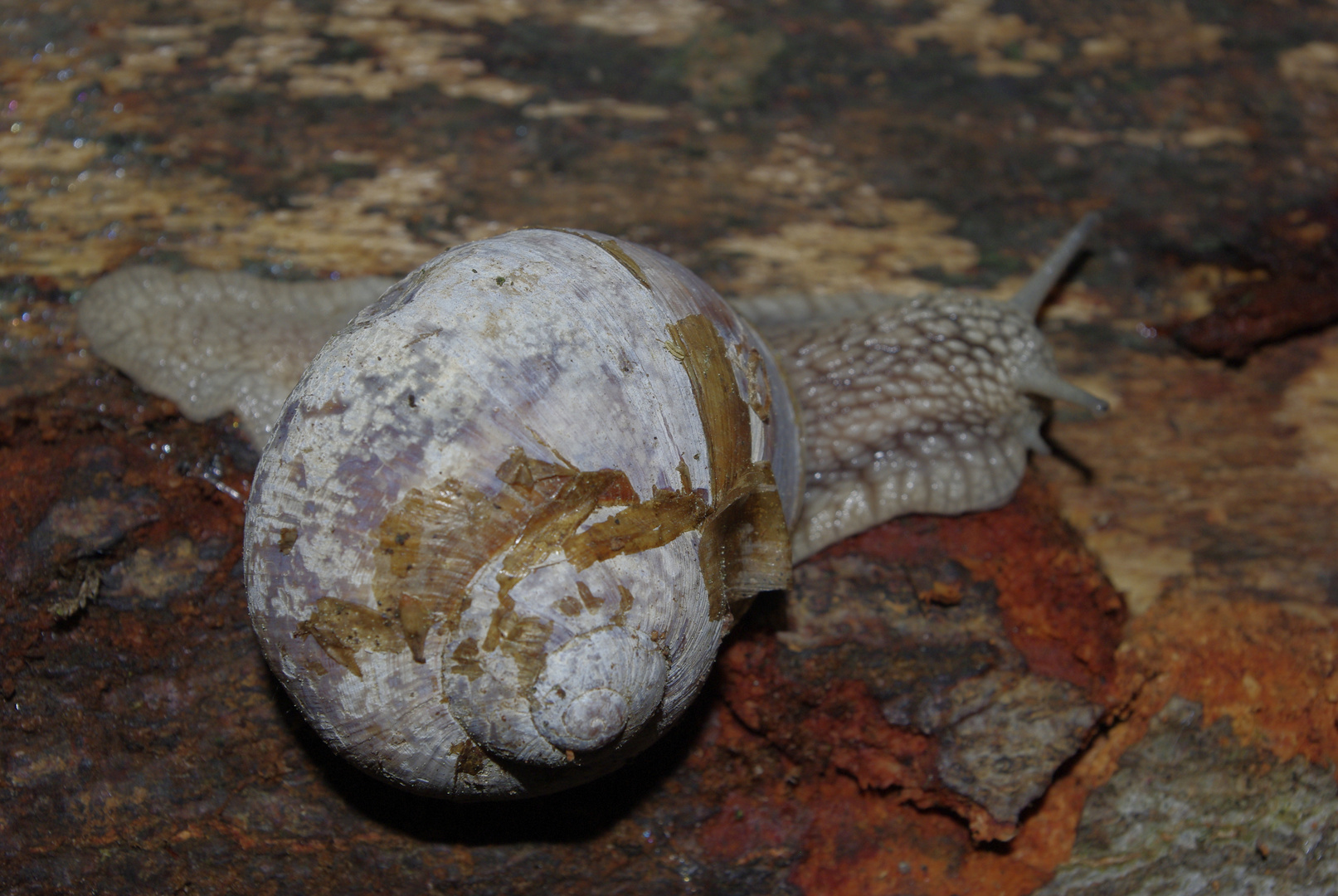 Weinbergschnecke