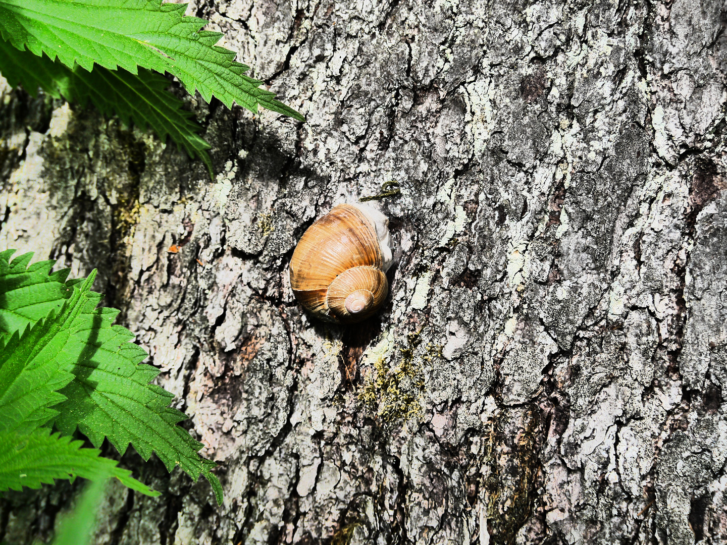 Weinbergschnecke