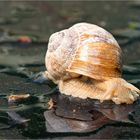 Weinbergschnecke