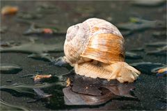 Weinbergschnecke