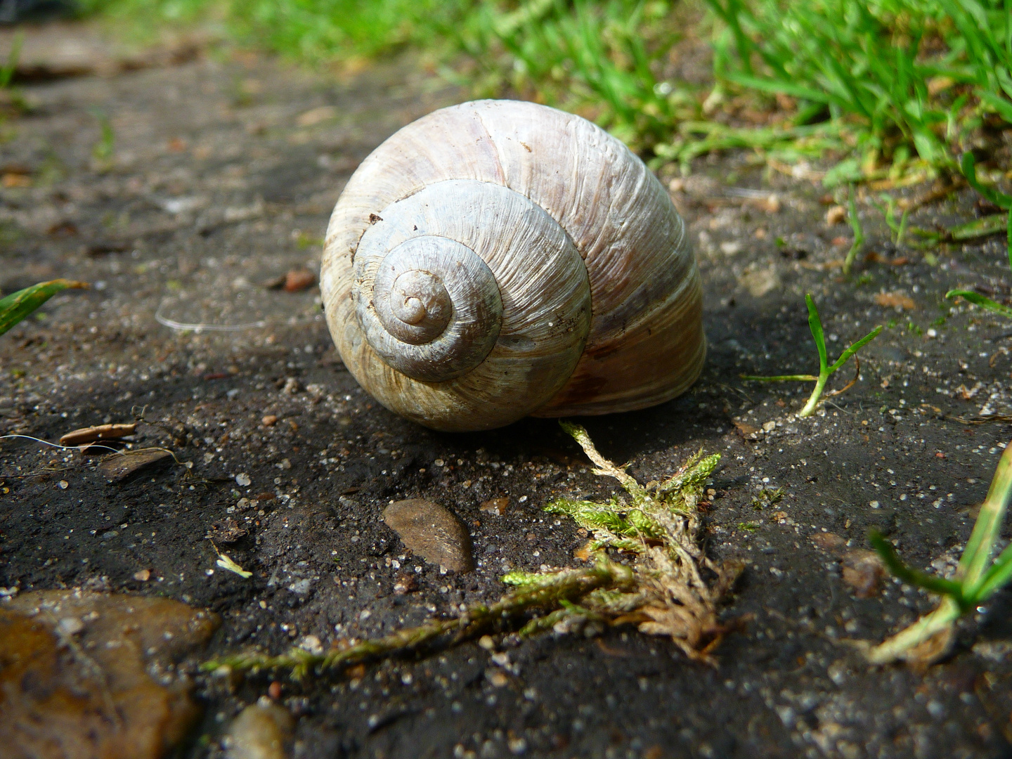 Weinbergschnecke