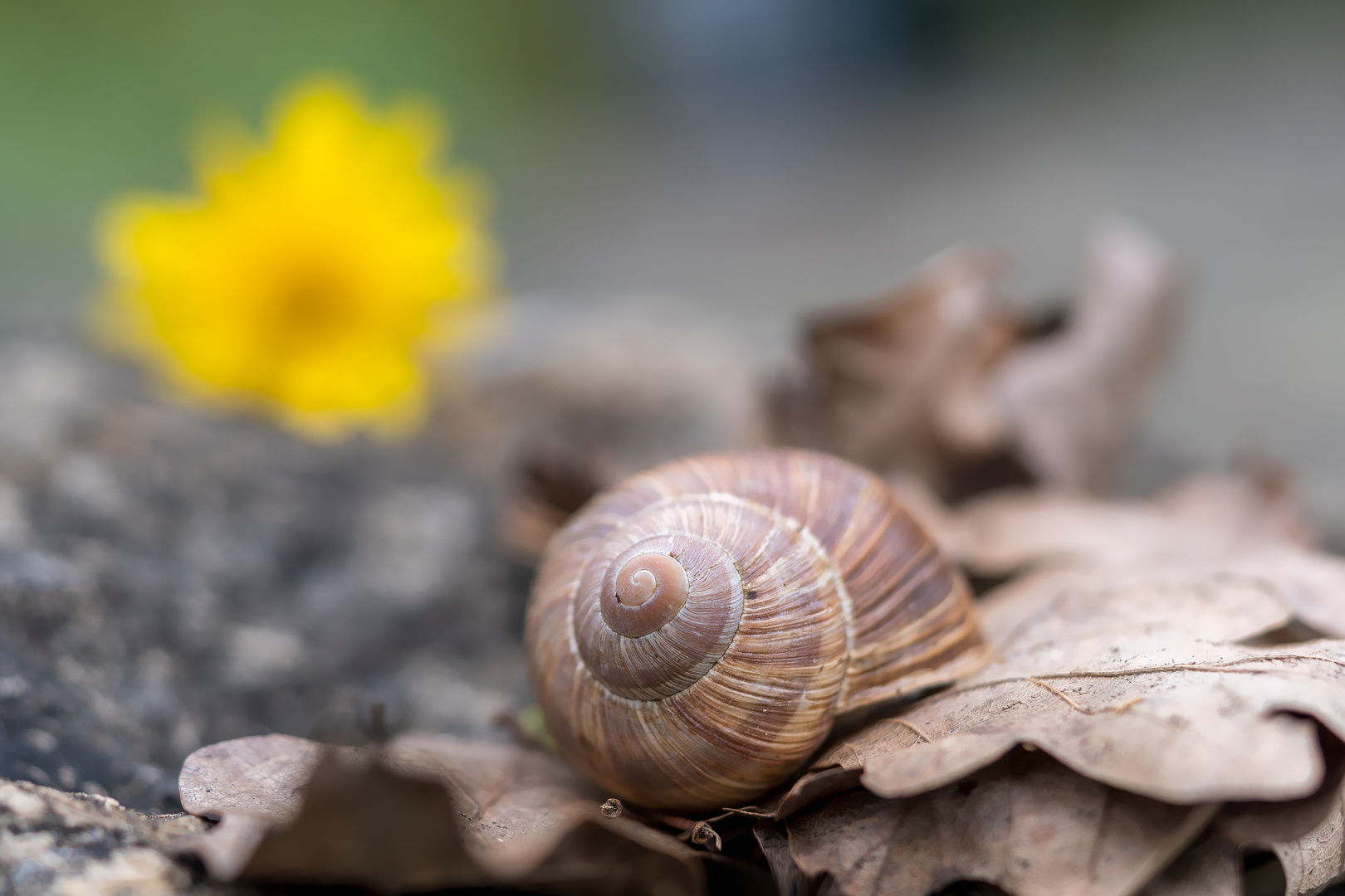 Weinbergschnecke