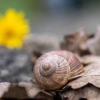 Weinbergschnecke