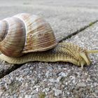 Weinbergschnecke