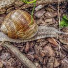 Weinbergschnecke