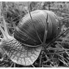 weinbergschnecke