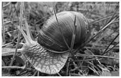 weinbergschnecke