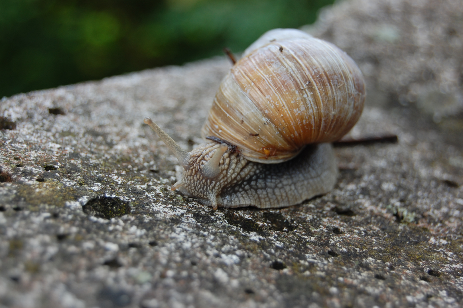 Weinbergschnecke