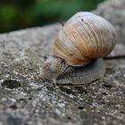 Weinbergschnecke