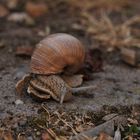 Weinbergschnecke