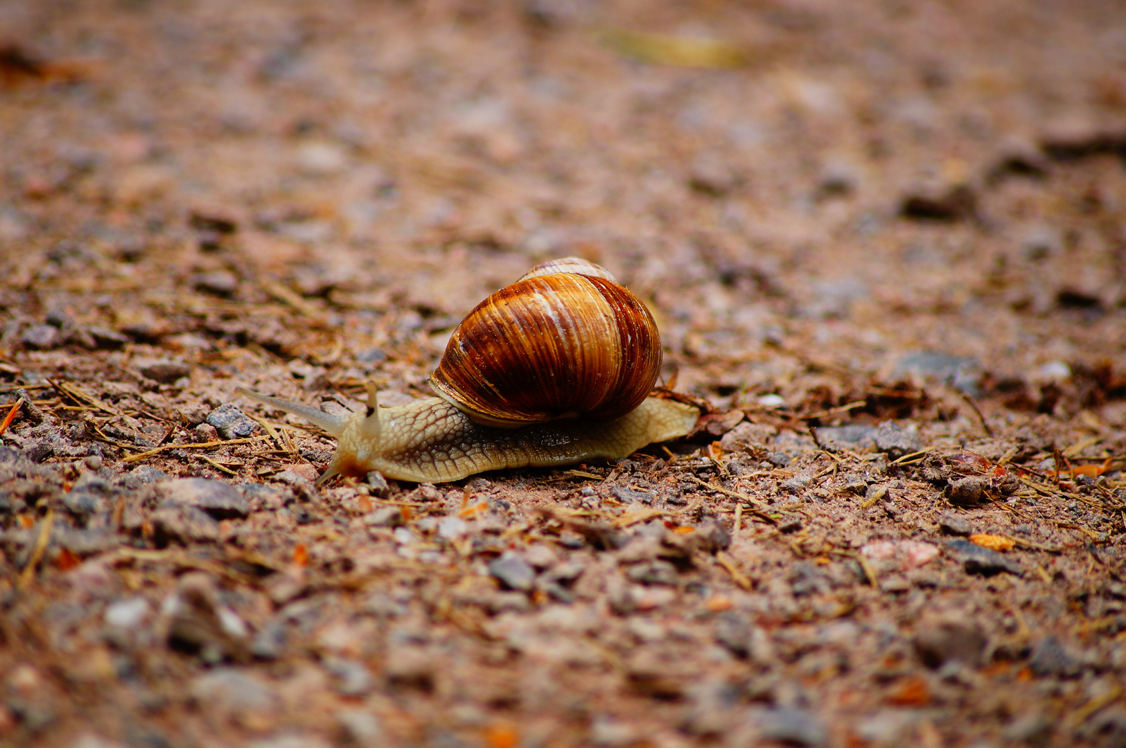 Weinbergschnecke