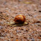 Weinbergschnecke