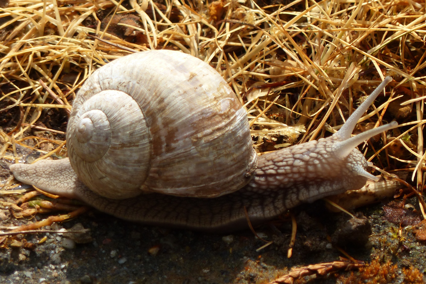 Weinbergschnecke