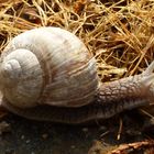 Weinbergschnecke