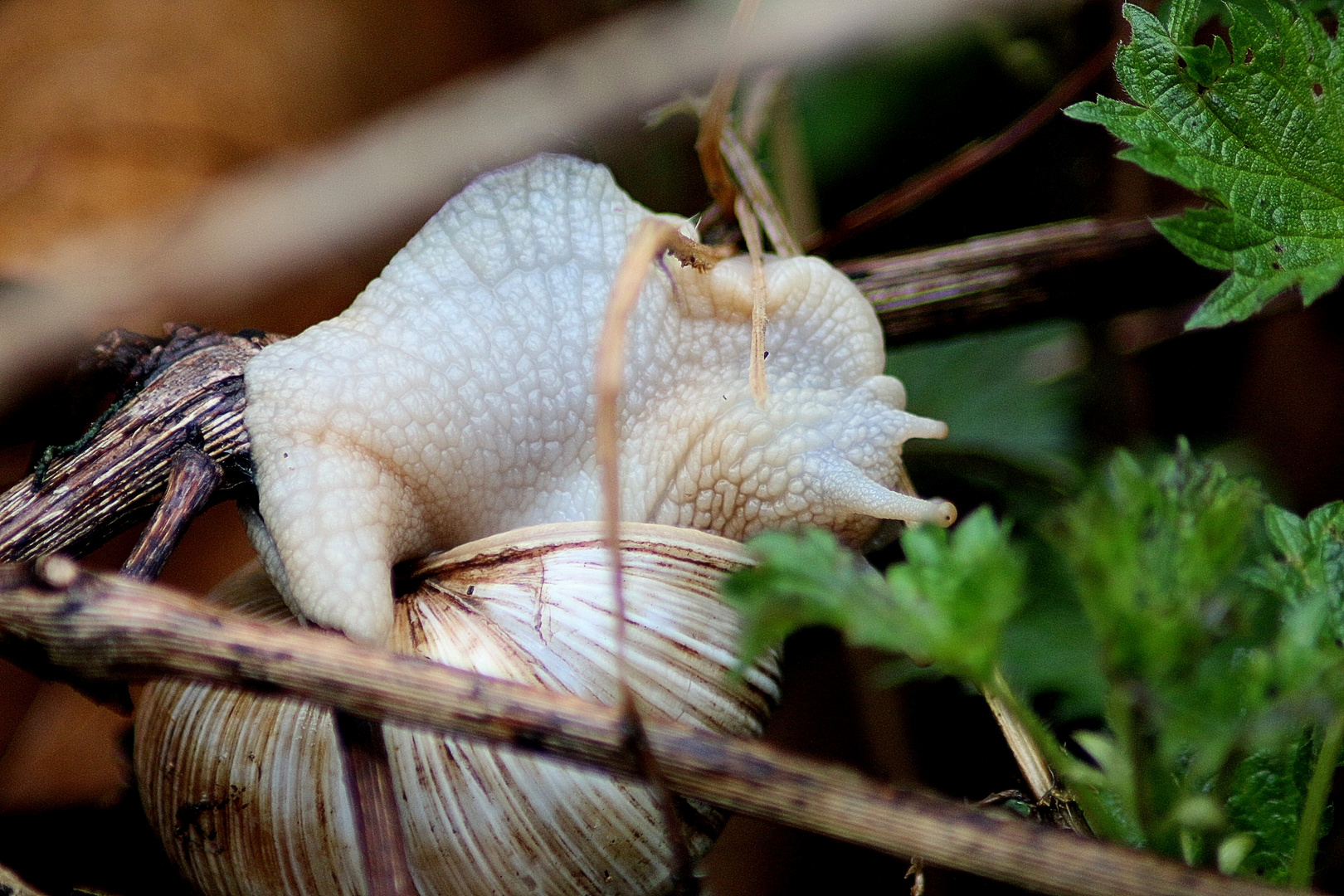 Weinbergschnecke