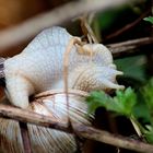 Weinbergschnecke