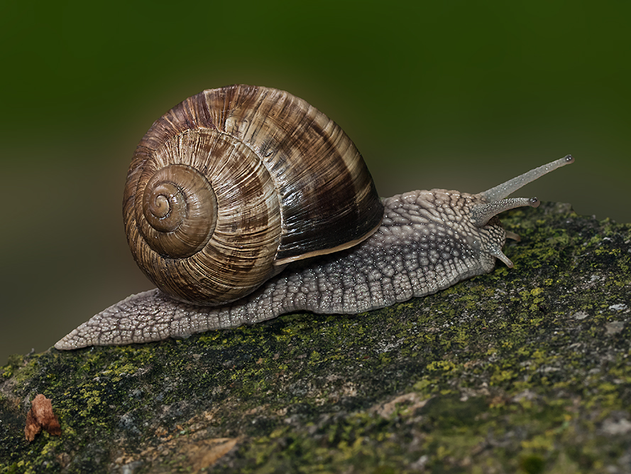 Weinbergschnecke Foto & Bild | tiere, wildlife, schnecken & muscheln
