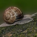 Weinbergschnecke