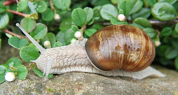 Weinbergschnecke