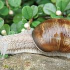 Weinbergschnecke