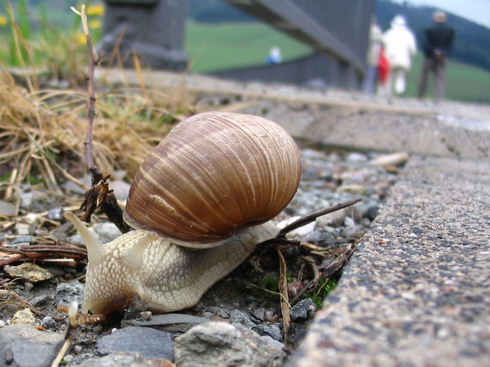 Weinbergschnecke