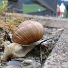 Weinbergschnecke