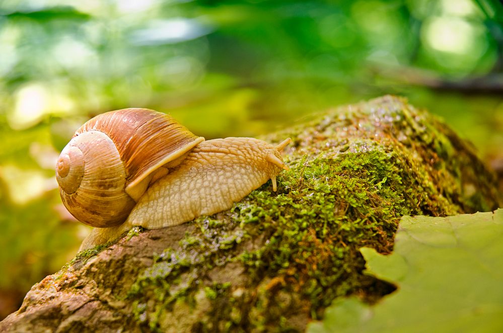 Weinbergschnecke