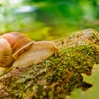 Weinbergschnecke