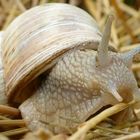 Weinbergschnecke