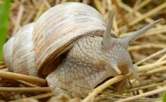 Weinbergschnecke