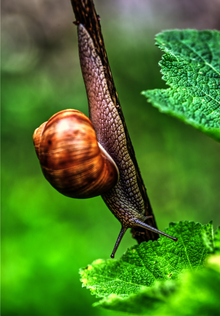 Weinbergschnecke 