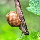 Weinbergschnecke 