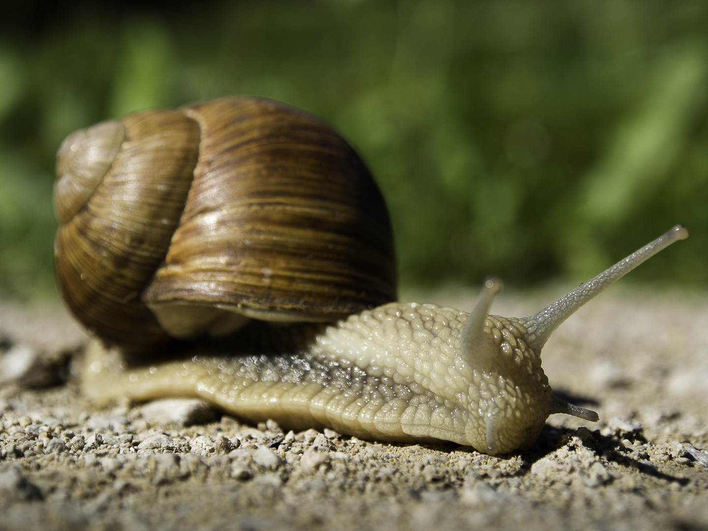 Weinbergschnecke