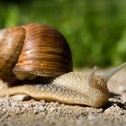 Weinbergschnecke